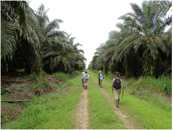 Bezoek aan een van de palmolieplantages. Eindeloze rijen met oliepalmen. Foto: Jordy van der Beek.