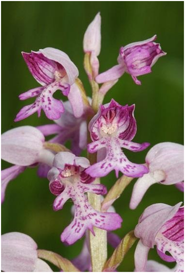 Soldaatje (Bron: Rogier van Vugt)