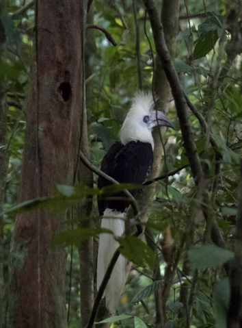 De langkuifneushoornvogel of white-crowned hornbill (Berenicornis comatus). (Foto Sofie Hovius)