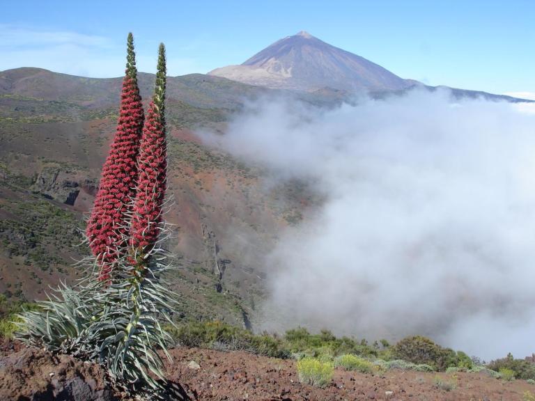 Teide Echium wildprettii