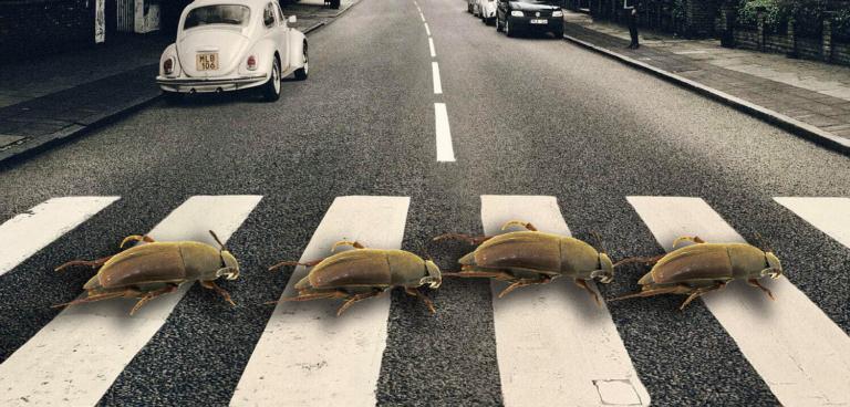 Abbey Road met P. thebeatles