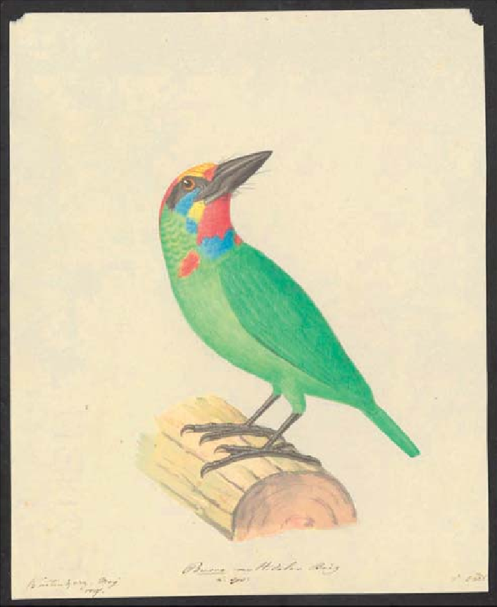 Baardvogel, originele tekening door Pieter van Oort gemaakt in Buitenzorg (huidige Bogor, Java, mei 1827). Archief Natuurkundige Commissie, Naturalis Biodiversity Center.