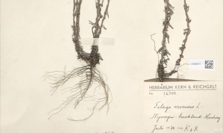 Herbariumetiket met locatie (Bron: Naturalis)