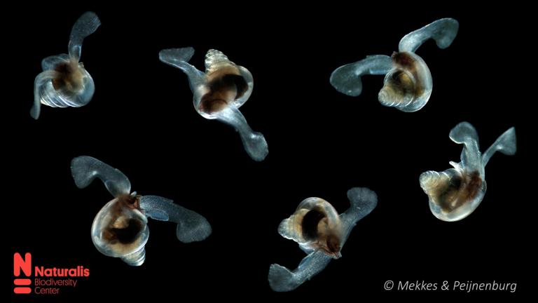  Een compilatie van de kwetsbare zeevlinder Limacina retroversa zwemmend in de oceaan. Credits: Lisette Mekkes & Katja Peijnenburg, Naturalis.