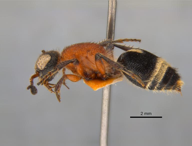 Andreimyrme naturalis, zijaanzicht