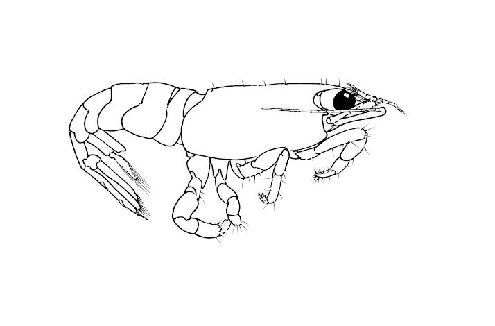 Schematische pentekening van de garnaal Odontia kerancaris. 