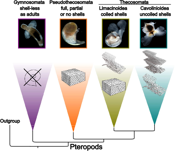 Pseudopontonides principis on black coral