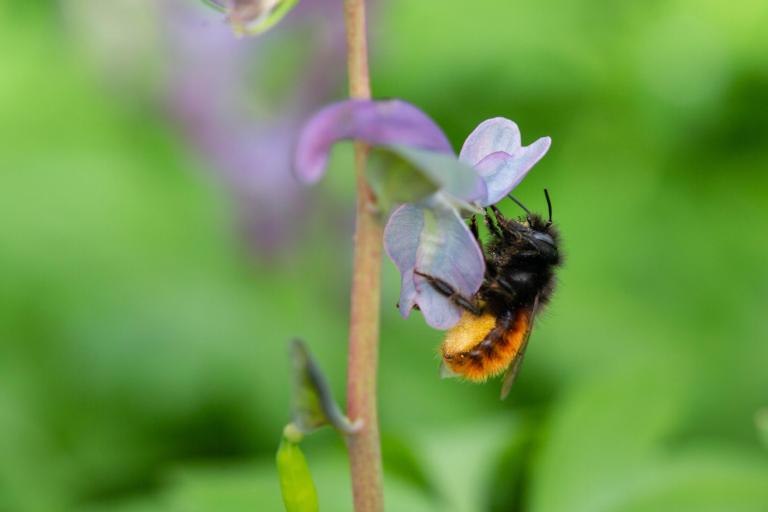 Gehoornde metselbij. Foto: Tjomme Fernhout