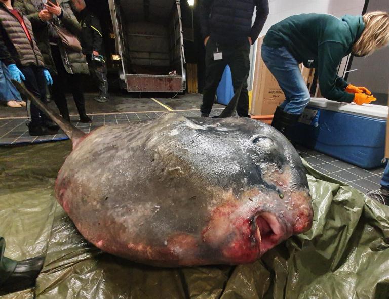 De maanvis bij binnenkomst op Naturalis