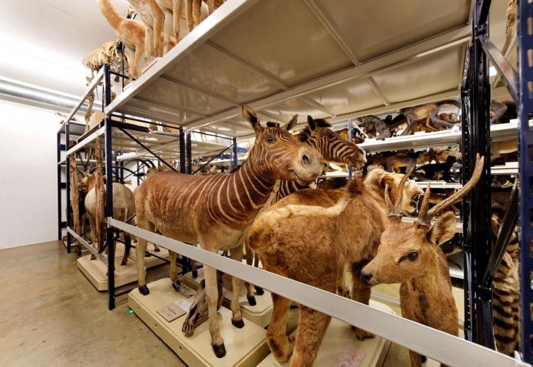 Uitgestorven zoogdieren in het depot