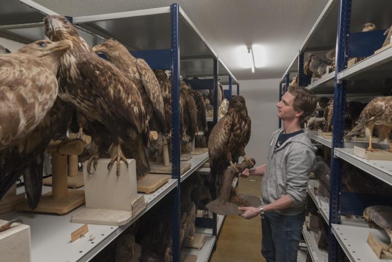 Bald eagle in the repository