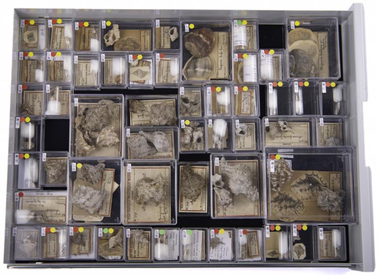 Lade Martin Collectie