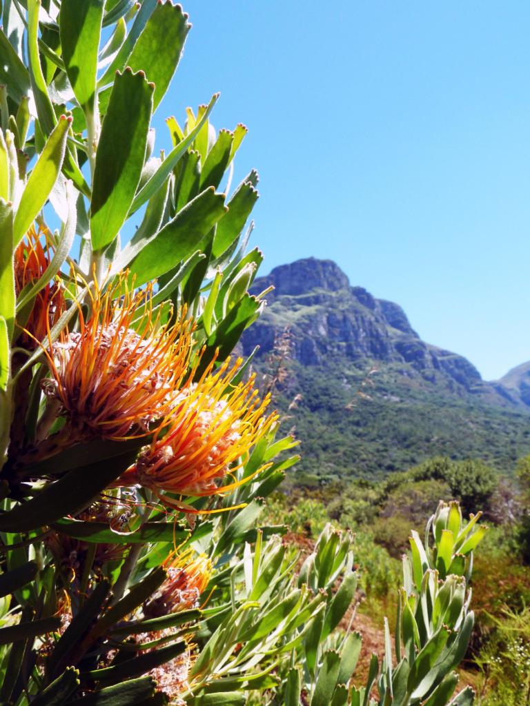 Plant van Leucospermum genus