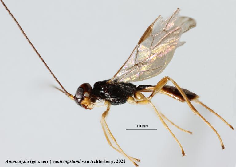 Anamalysia vanhengstumi