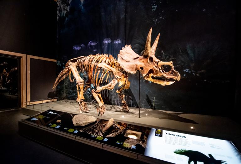 Triceratops in Naturalis