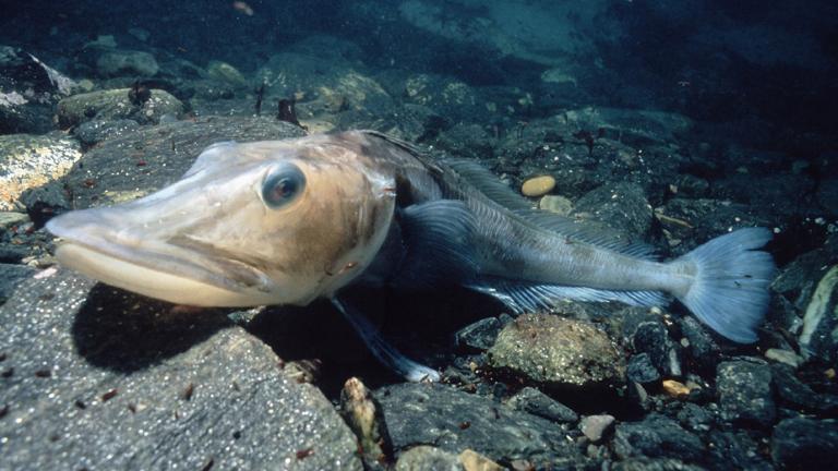 Blackfin Icefish Chaenocephalus aceratus Credit: Doug Allan British Antarctic Survey