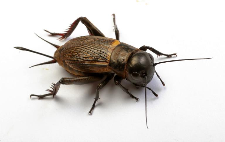 De veldkrekel (Gryllus campestris).