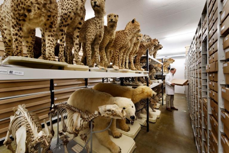 Steven in Zoogdieren depot