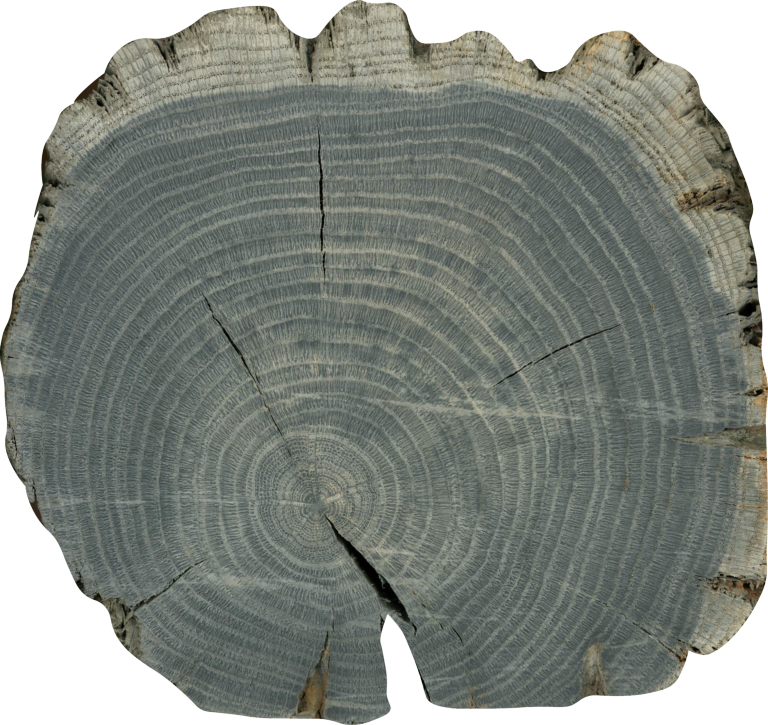 Tree rings in fast-growing oak