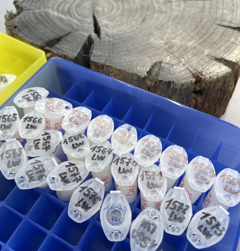 Buisjes naast een dwarsdoorsnede van hout