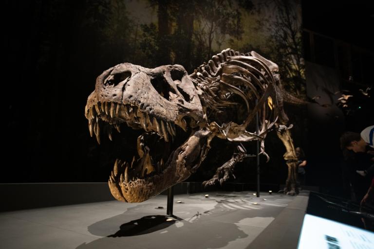 Tyrannosaurus rex, Trix