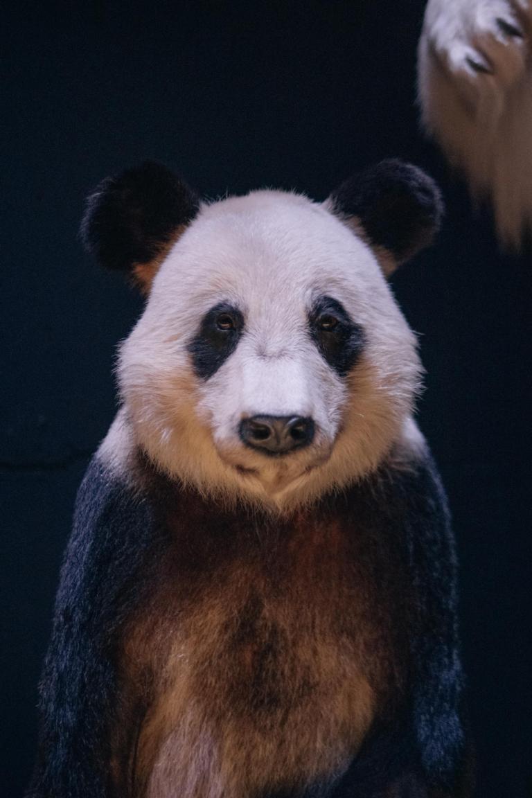Panda in Leven