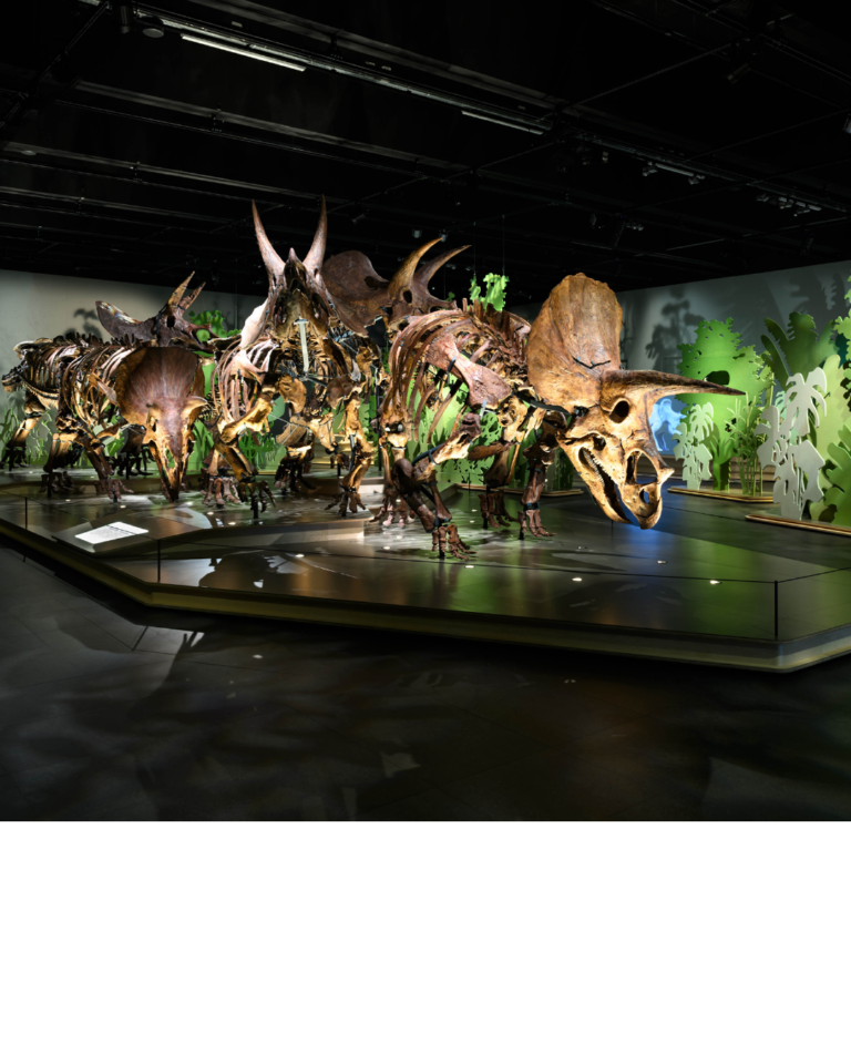 Triceratops tentoonstelling bij Naturalis