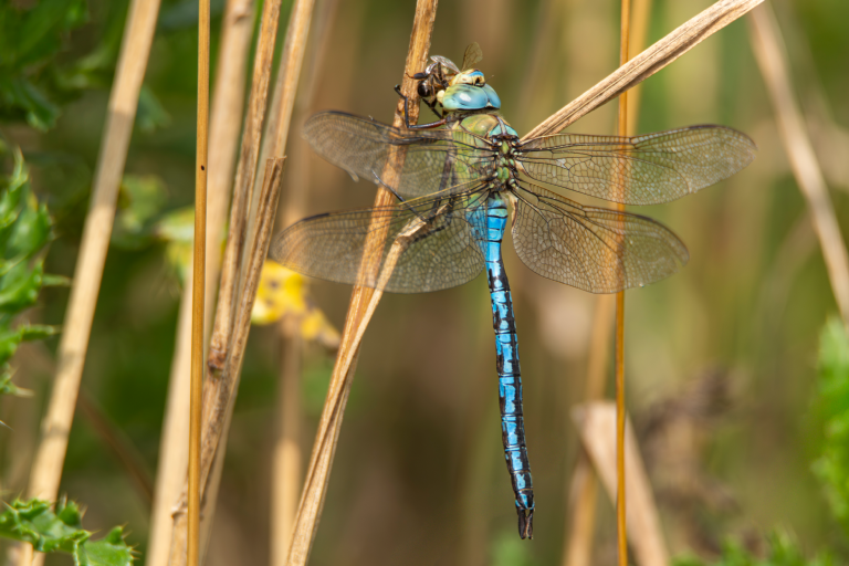 Libellen die een bij vangt en op eet 